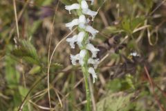 Nodding Ladies' Tresses, Spiranthes cernua