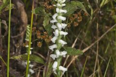 Nodding Ladies' Tresses, Spiranthes cernua