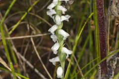 Nodding Ladies' Tresses, Spiranthes cernua