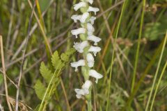 Nodding Ladies' Tresses, Spiranthes cernua