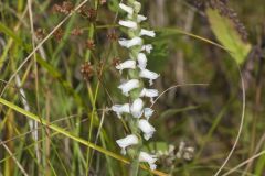 Nodding Ladies' Tresses, Spiranthes cernua