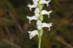 Nodding Ladies' Tresses, Spiranthes cernua