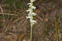 Nodding Ladies' Tresses, Spiranthes cernua