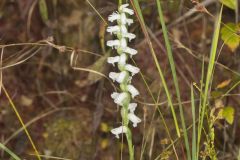 Nodding Ladies' Tresses, Spiranthes cernua