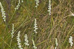 Nodding Ladies' Tresses, Spiranthes cernua