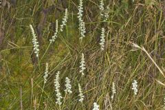 Nodding Ladies' Tresses, Spiranthes cernua