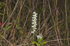 Nodding Ladies' Tresses, Spiranthes cernua