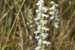 Nodding Ladies' Tresses, Spiranthes cernua