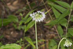 Nodding Onion, Allium cernuum