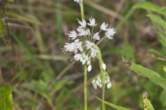 Nodding Onion, Allium cernuum