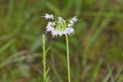 Nodding Onion, Allium cernuum