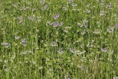 Nodding Onion, Allium cernuum