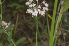 Nodding Onion, Allium cernuum