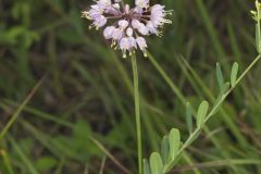 Nodding Onion, Allium cernuum