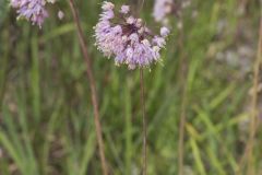 Nodding Onion, Allium cernuum