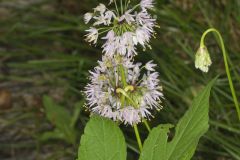 Nodding Onion, Allium cernuum