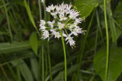 Nodding Onion, Allium cernuum