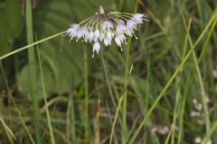 Nodding Onion, Allium cernuum