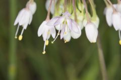 Nodding Onion, Allium cernuum