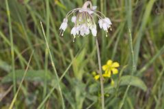 Nodding Onion, Allium cernuum