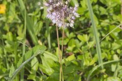 Nodding Onion, Allium cernuum