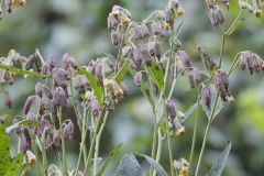 Nodding Rattlesnakeroot, Nabalus crepidineus