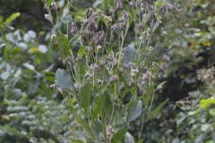 Nodding Rattlesnakeroot, Nabalus crepidineus