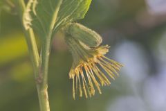 Nodding Rattlesnakeroot, Nabalus crepidineus