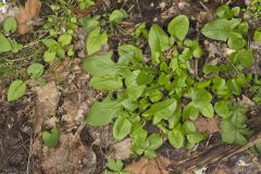 Nodding Rattlesnakeroot, Nabalus crepidineus