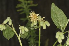 Nodding Rattlesnakeroot, Nabalus crepidineus