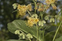 Nodding Rattlesnakeroot, Nabalus crepidineus