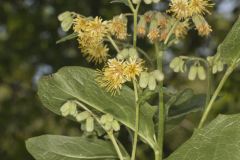 Nodding Rattlesnakeroot, Nabalus crepidineus