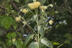 Nodding Rattlesnakeroot, Nabalus crepidineus