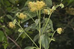 Nodding Rattlesnakeroot, Nabalus crepidineus