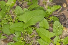 Nodding Rattlesnakeroot, Nabalus crepidineus