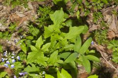 Nodding Rattlesnakeroot, Nabalus crepidineus