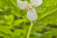 Nodding Trillium, Trillium Flexipes