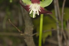 Nodding Trillium, Trillium Flexipes