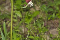 Nodding Trillium, Trillium Flexipes