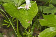 Nodding Trillium, Trillium Flexipes