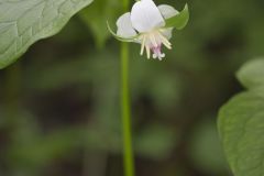 Nodding Trillium, Trillium Flexipes