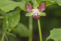 Nodding Trillium, Trillium Flexipes