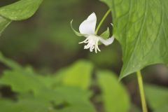 Nodding Trillium, Trillium Flexipes