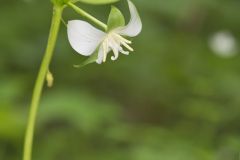 Nodding Trillium, Trillium Flexipes