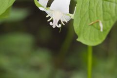 Nodding Trillium, Trillium Flexipes