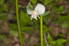 Nodding Trillium, Trillium Flexipes