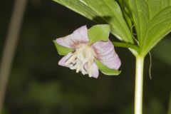 Nodding Trillium, Trillium Flexipes