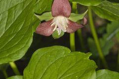 Nodding Trillium, Trillium Flexipes