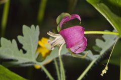 Nodding Trillium, Trillium Flexipes