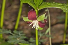 Nodding Trillium, Trillium Flexipes